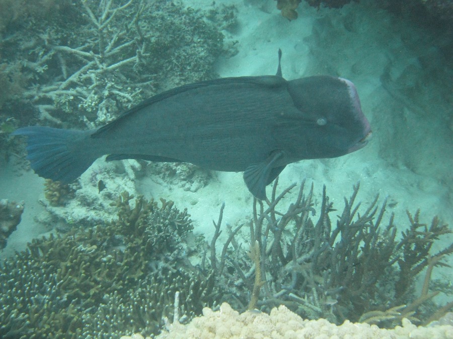 Dive Photos/2009-07 Great Barrier Reef/img_0905.jpg